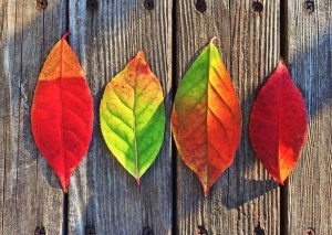 15 ideas para decorar con ramas y hojas