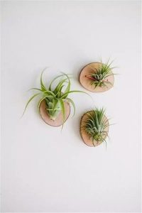 como decorar con plantas