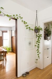 como decorar con plantas