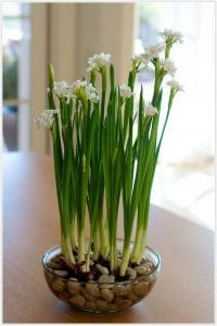 Plantas en agua para decorar