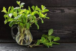 Plantas en agua para decorar