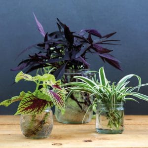 Plantas en agua para decorar