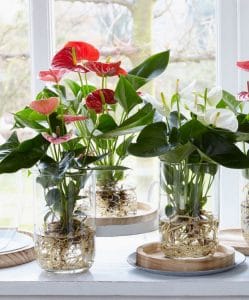 Plantas en agua para decorar